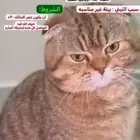 قط سكوتش فولد للتبني