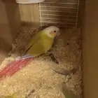 أزواج كنيور متنوعه ومنتجة ومميزة(مفرد-جملة)