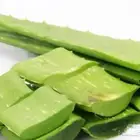 صبار ألويفيرا