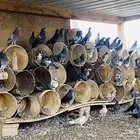 حمام منوع للبيع