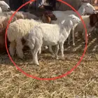 خروف ورخل