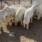 طليان ورخال ذبايح طيبه ونظيفه (يوجد تقسيط)