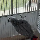 ببغاء كاسكو افريقي طير