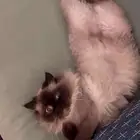 قط ذكر للبيع ب400