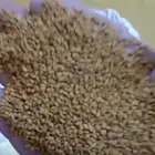 بذر برسيم بلدي حساوي جديد ونظيف