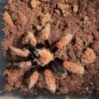 عنكبوت ترانتولا مكسيكية