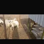 رخال و طليان للبيع