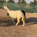 للبيع رخل عيسيه كفو تمم البيعع