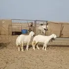 رخال حريه