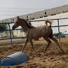 فرس شعبيه تحتها مهرة للبيع مستعجل