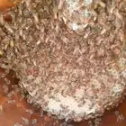 نحل بلدي للبيع خلايامحايلي وحديثه للبيع للتواصل