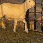 طلي مشروع فحل