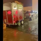 نقل خيل