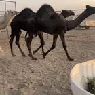 للبيع قعدان فاخره (تم البيع)