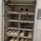 بيض نعام مخصب