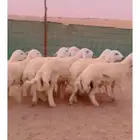طليان مناسبات