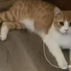 قط سكوتش ستريت للتبني