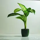 تصوير منتجات ومناسبات