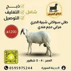 طليان سواكن شبيه الحري ( شامل الذبح والتغليف والتوصيل )