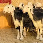 للبيع شياه نجد صنف دفيع شرط