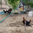 فونيكس دجاج فونكس ( عروض الصيف لفترة محدودة )
