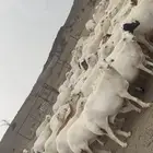 ضان للبيع