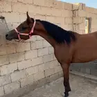 مهر واهو مستقبل فحل مربط