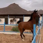 فرس واهو كفو