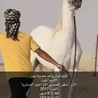 فرس عربية أصيلة ( بيور مصري )
