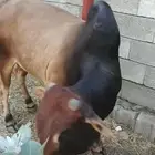 ثور للبيع السعر 6500