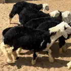 مطلوب بهم نجد رخال عمر أربع شهور أو خمس شهور