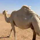 للبيع اللقحات