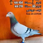 حمام زاجل سباق