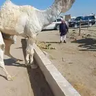 فحل علياني حكومي