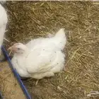 دجاج لاحم روس 308