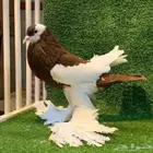 زوج حمام نفاخ