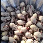 البراغي للبيع