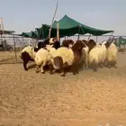 رخال نعيم صنف تم البيع