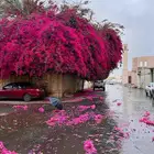 اشجار جهنمية