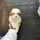 كلاب مالتيبو حجم صغير