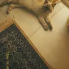 قط هملايا للبيع مع جميع اغراضه