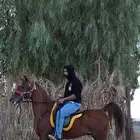 عسف -وترويض الخيل -بالطريقه العربية- الكر والفر