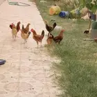 فروخ دجاج بلدي للبيع