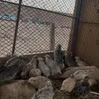مريعيات