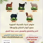 ذبايح ثلاجات ومناسبات