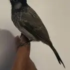 الاحساء الطرف