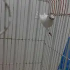 كناري تغريد