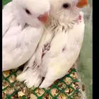 فروخ روز