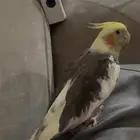 كروان ذكر مفقود