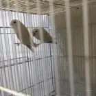 زوج روز شرط انتاج